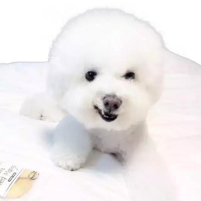 Samoyed Dog PNG Isolated Free Download