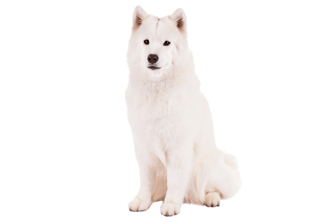 Samoyed Dog PNG Isolated HD Pictures