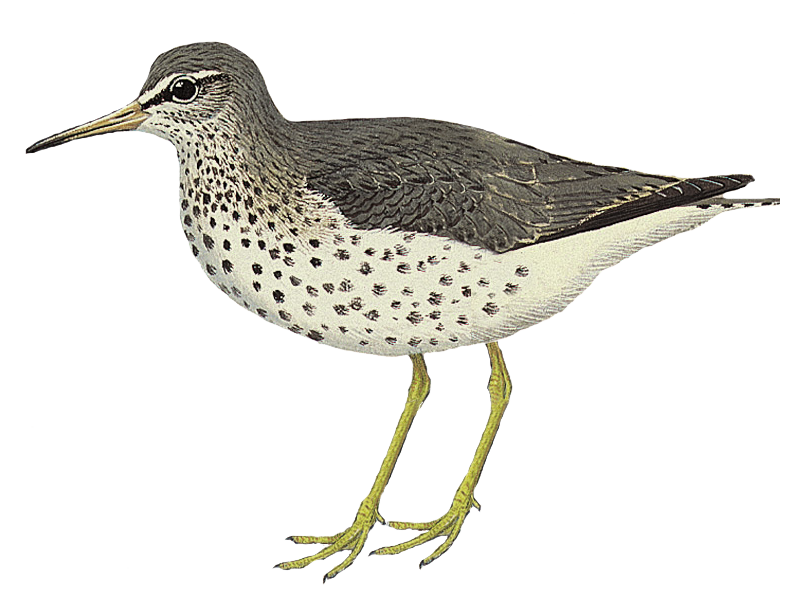 Sandpiper PNG HD Isolated
