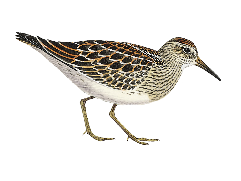 Sandpiper PNG Isolated File