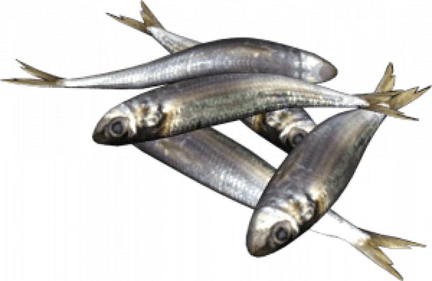 Sardines PNG Clipart