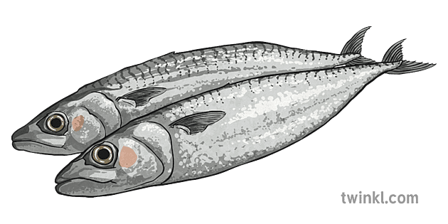 Sardines PNG File