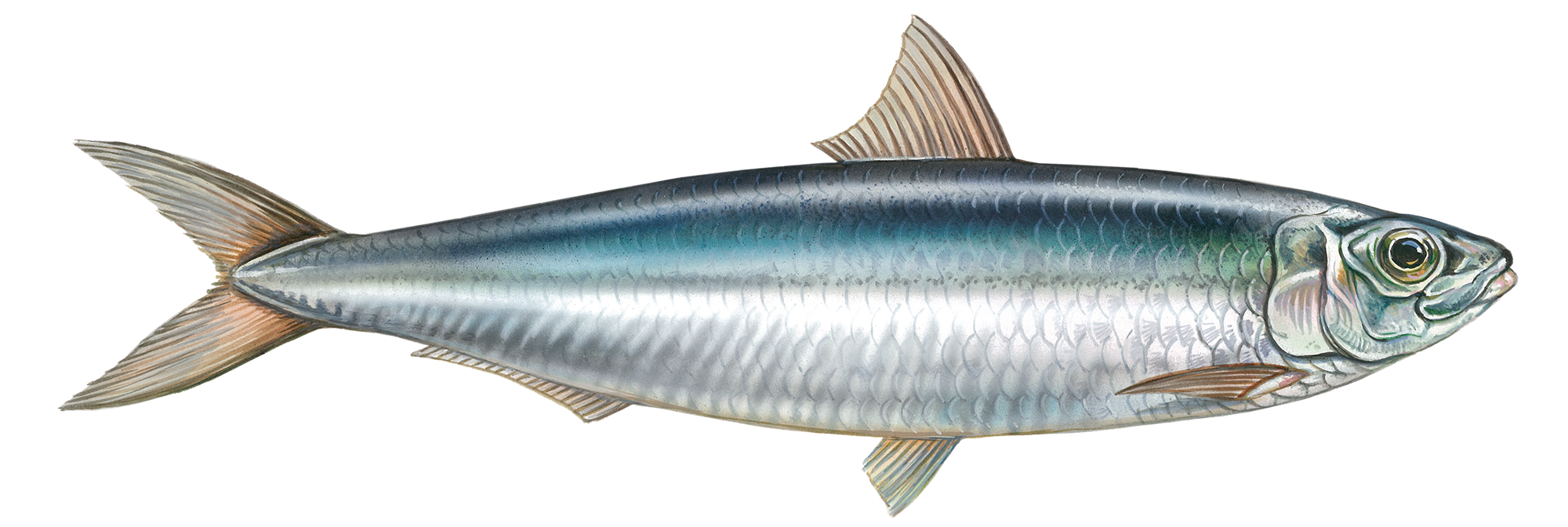 Sardines PNG HD Isolated
