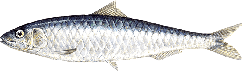 Sardines PNG Image