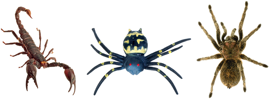 Scorpion Arachnids PNG Isolated File