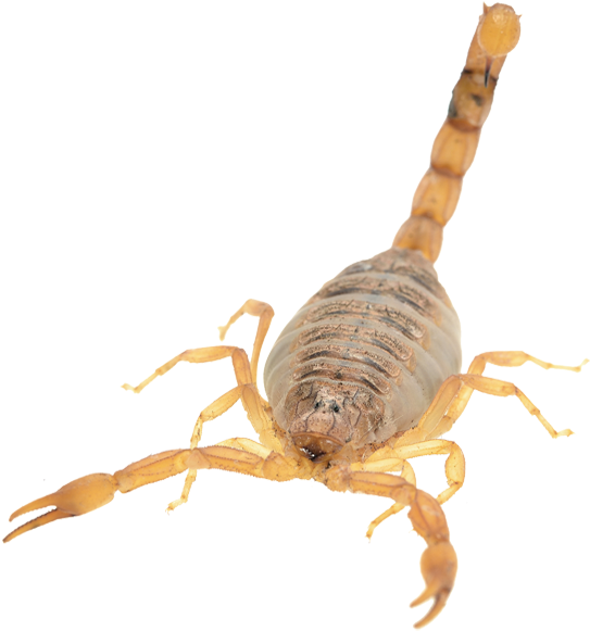 Scorpion Arachnids PNG Isolated Image