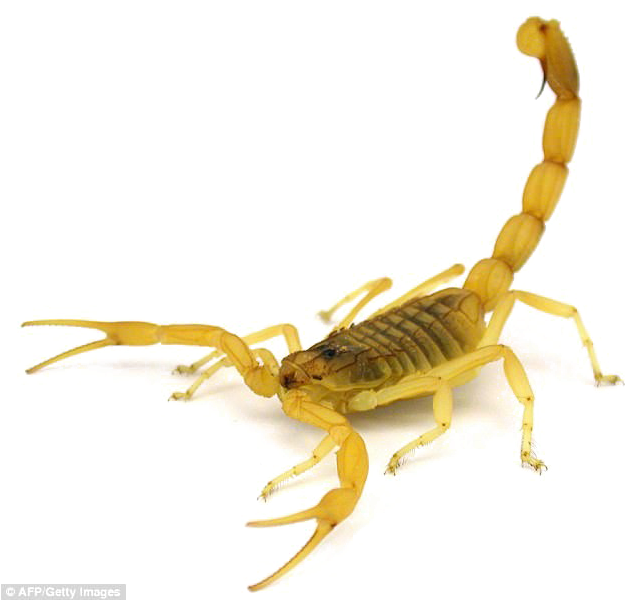 Scorpion Arachnids PNG Isolated Pic
