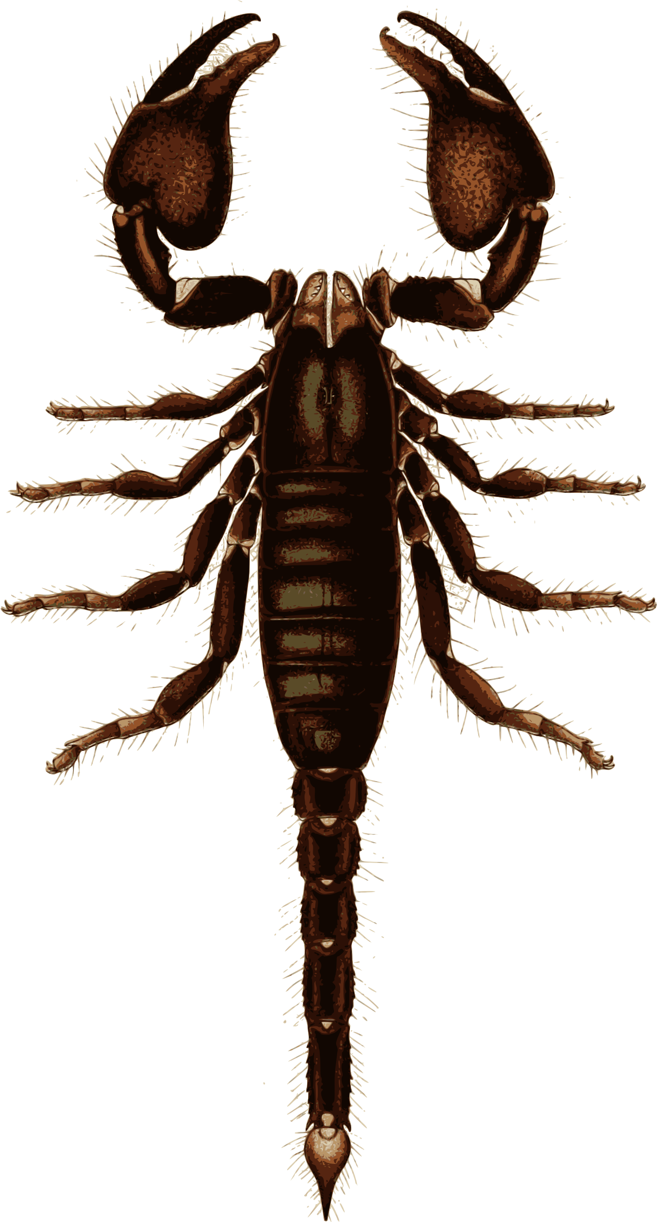 Scorpions PNG HD Isolated