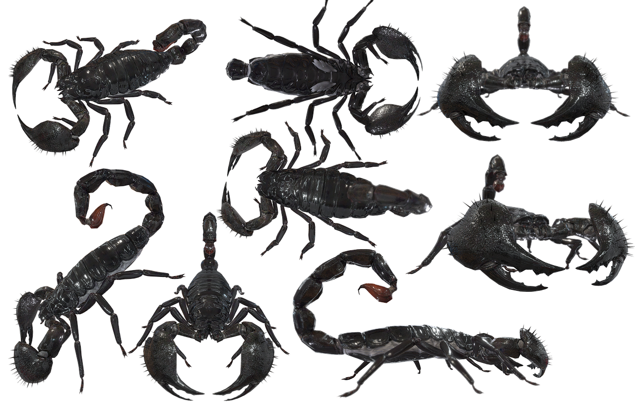 Scorpions PNG Isolated Image