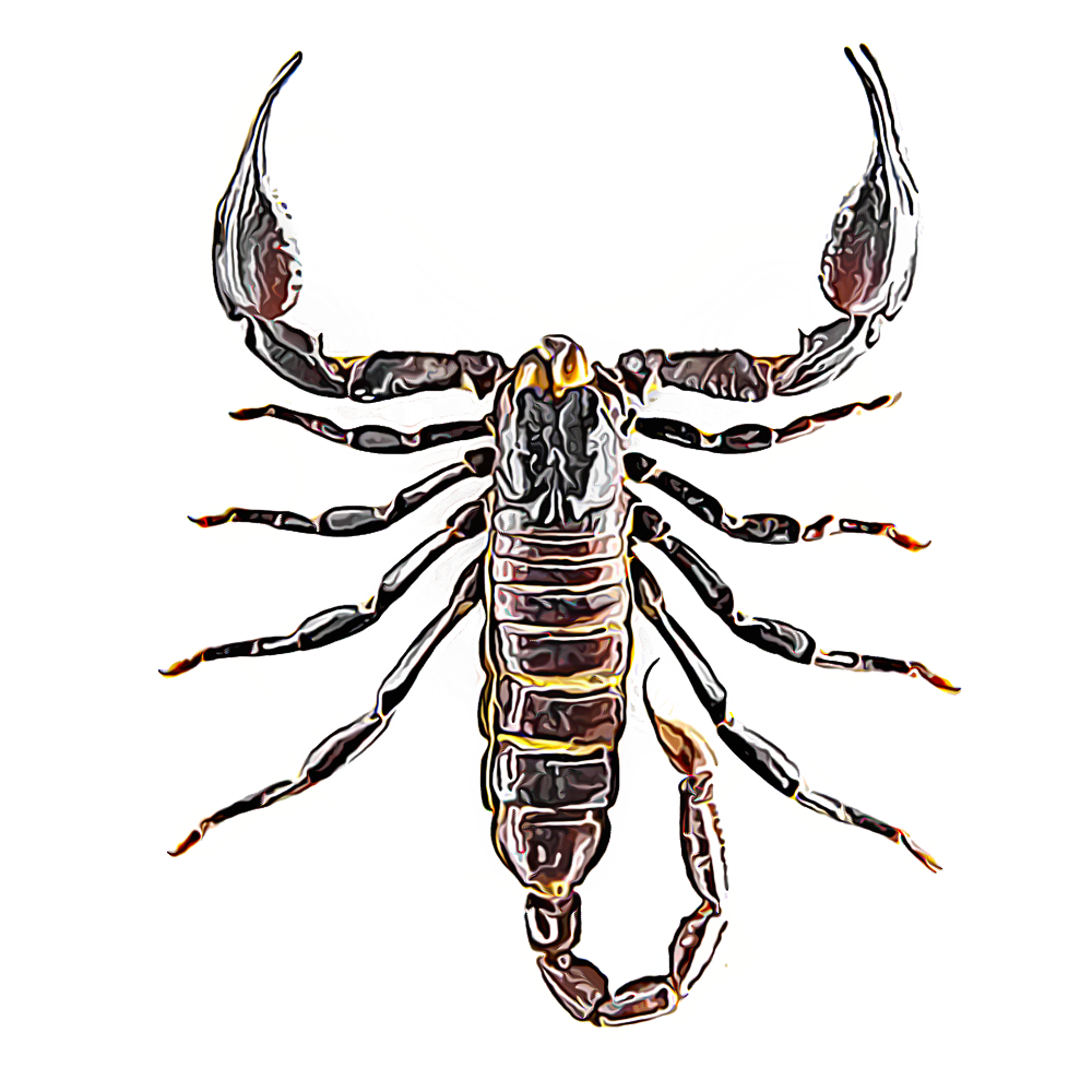 Scorpions PNG Isolated Transparent Image