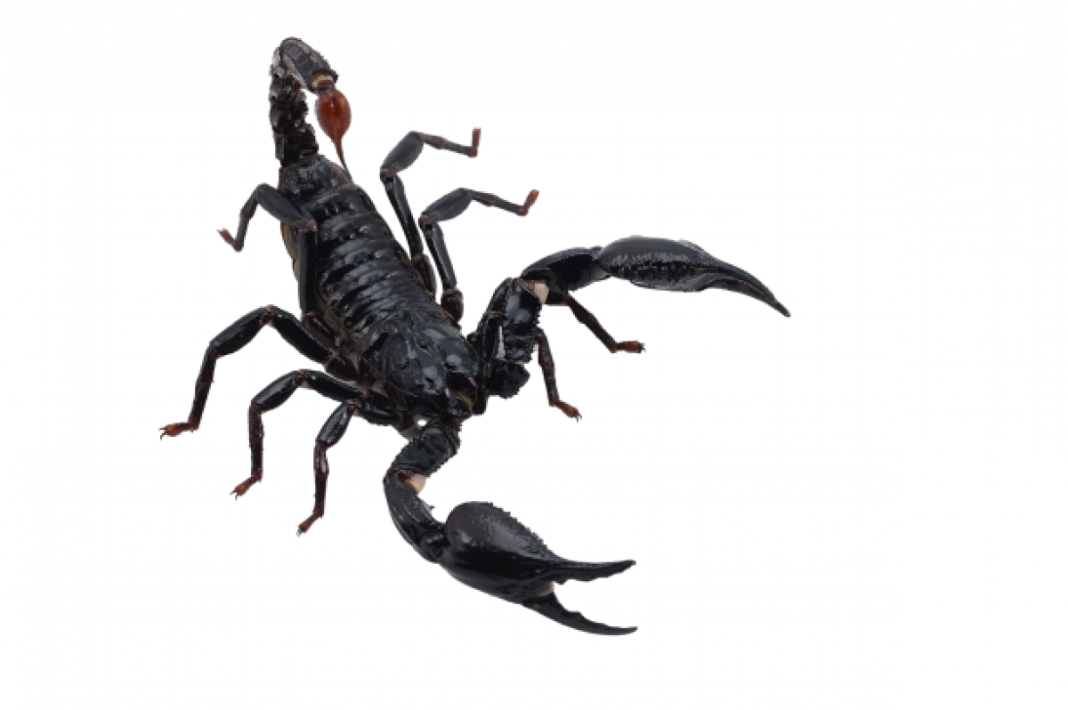 Scorpions PNG Transparent