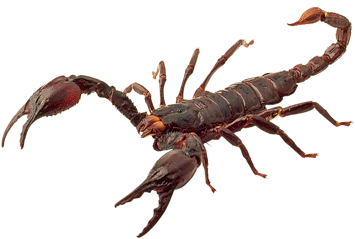 Scorpions Transparent Isolated Background