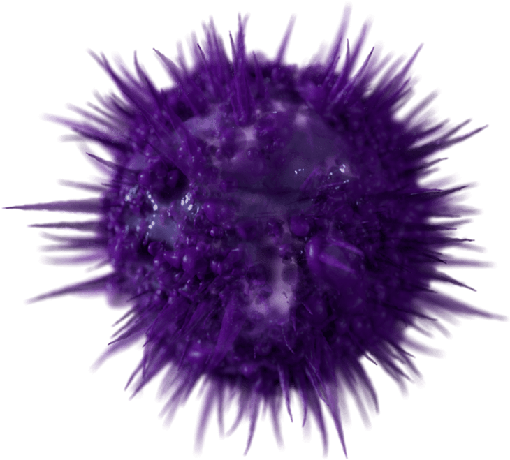 Sea Urchin PNG Isolated File