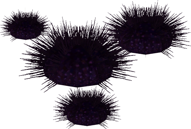Sea Urchin PNG Isolated Image