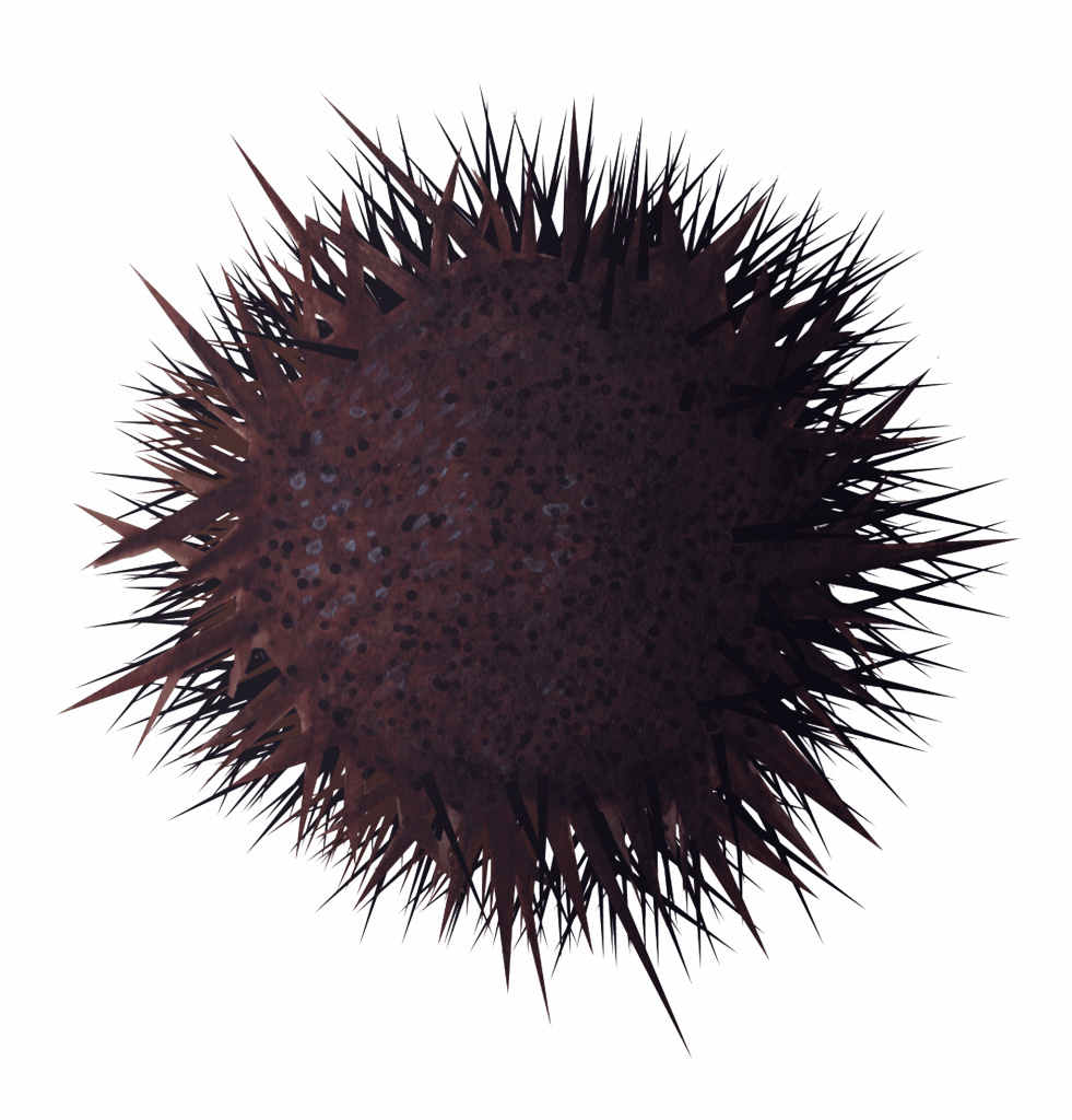 Sea Urchin PNG Isolated Pic