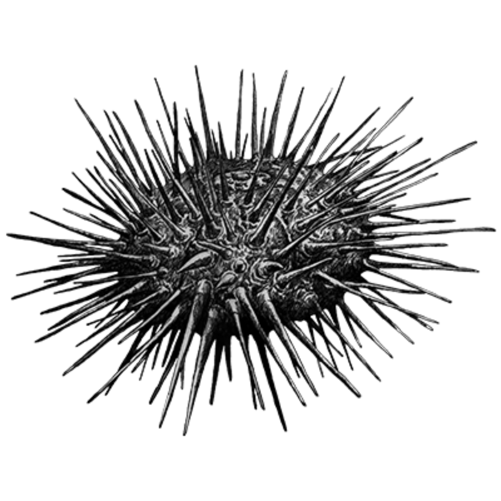 Sea Urchin PNG Picture