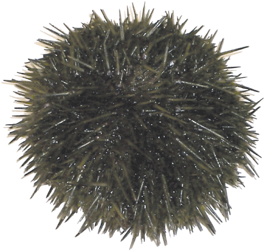 Sea Urchin PNG Transparent