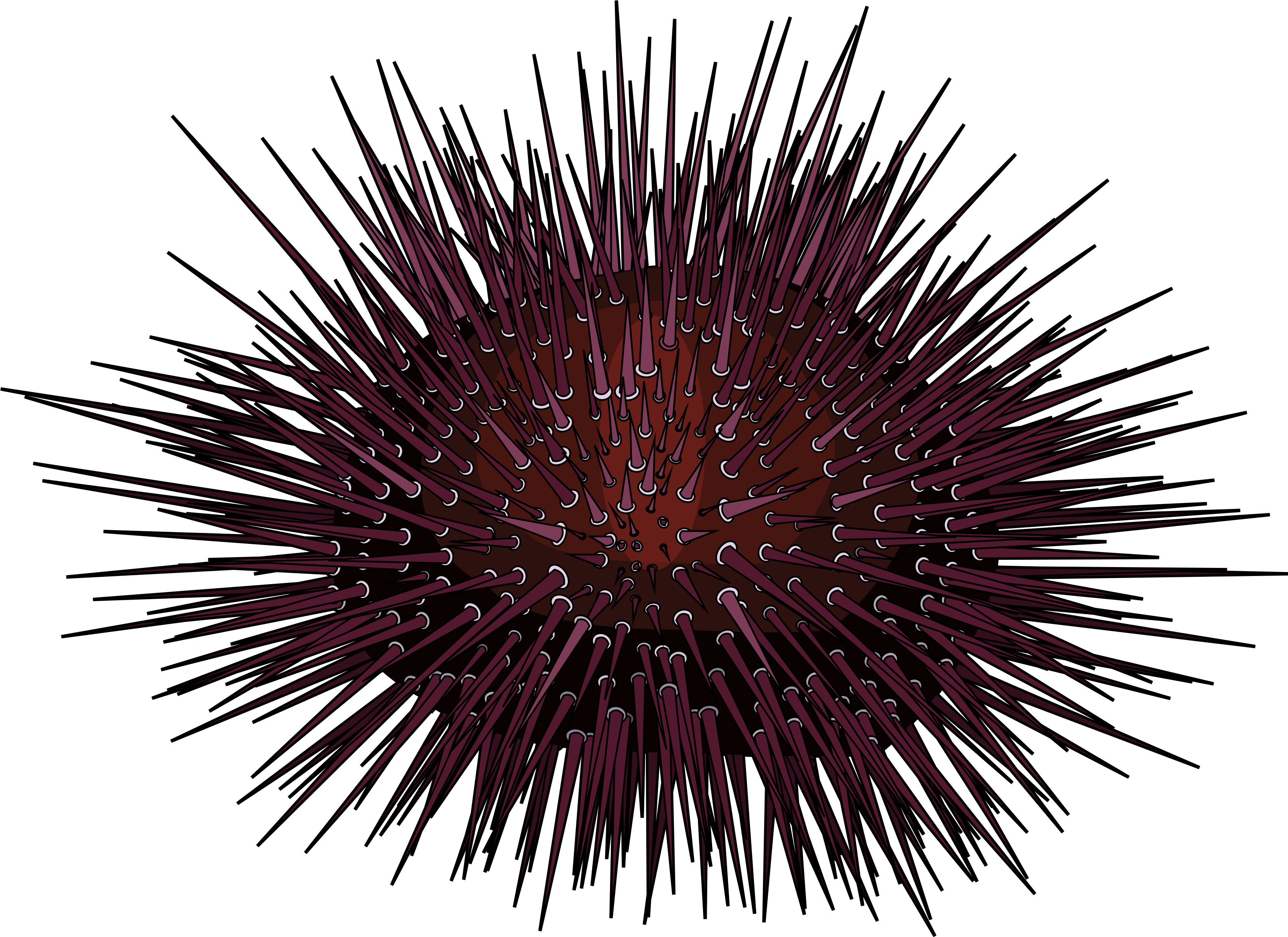 Sea Urchin PNG