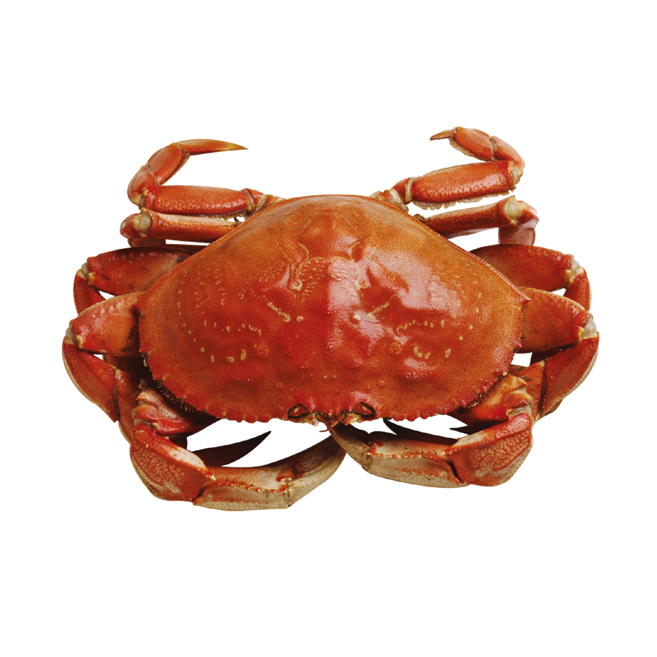 Seafood PNG Isolated Image