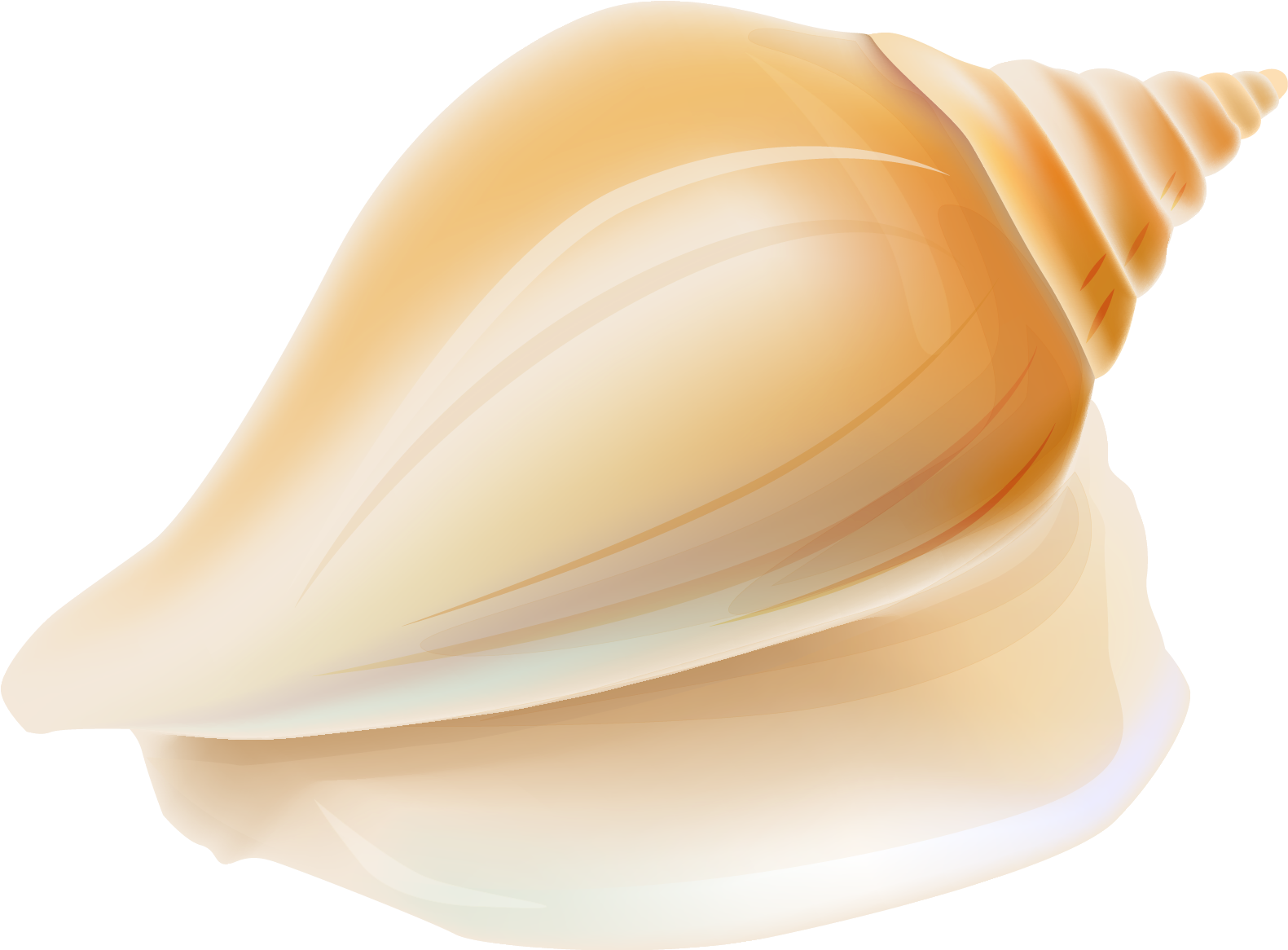 Seashell PNG File