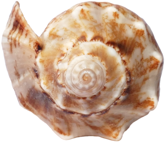 Seashell PNG HD Isolated