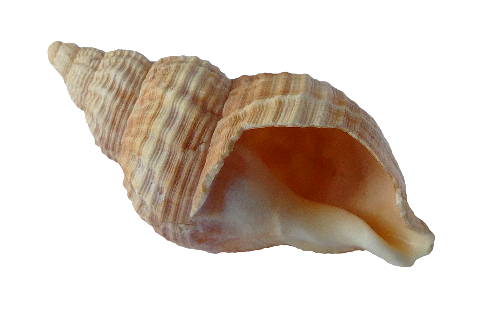Seashell PNG Isolated File