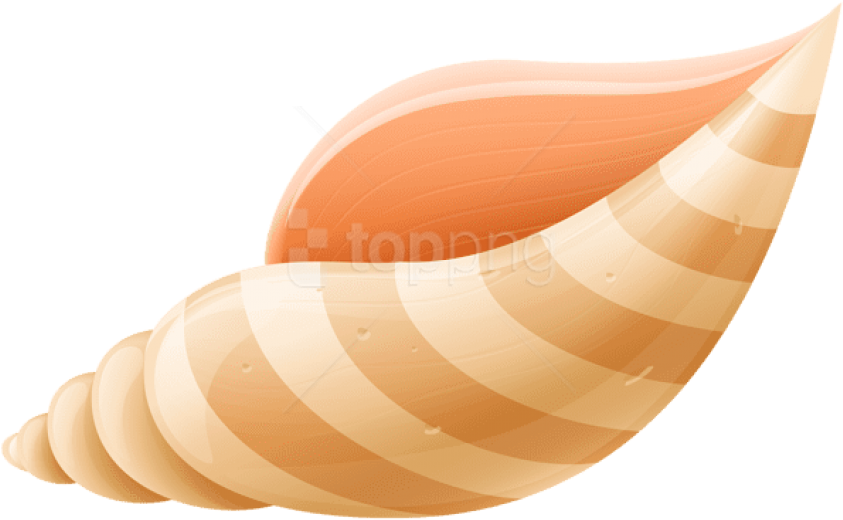 Seashell PNG Isolated HD