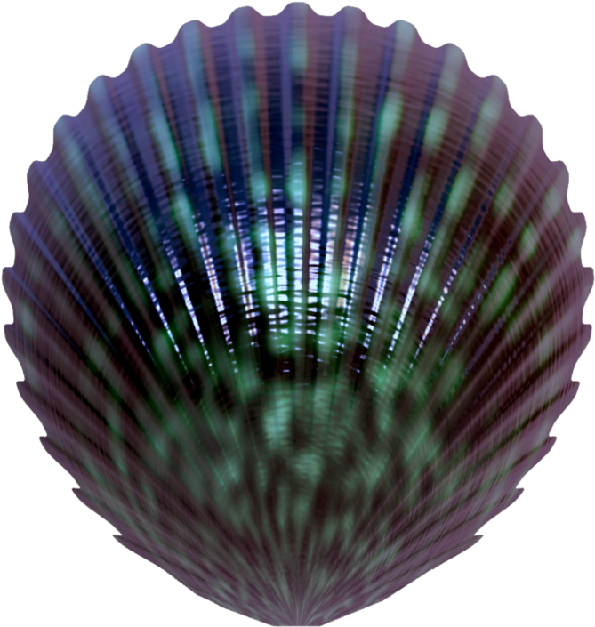 Seashell PNG Isolated Image
