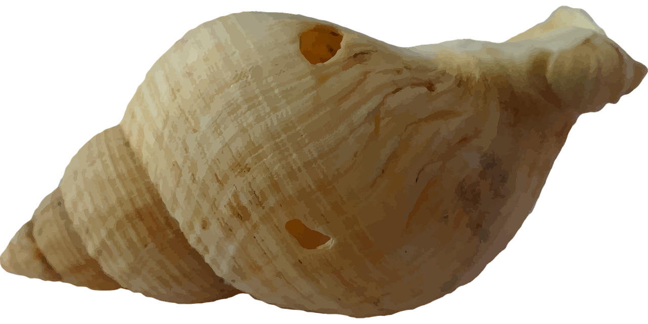 Seashell PNG Isolated Photo