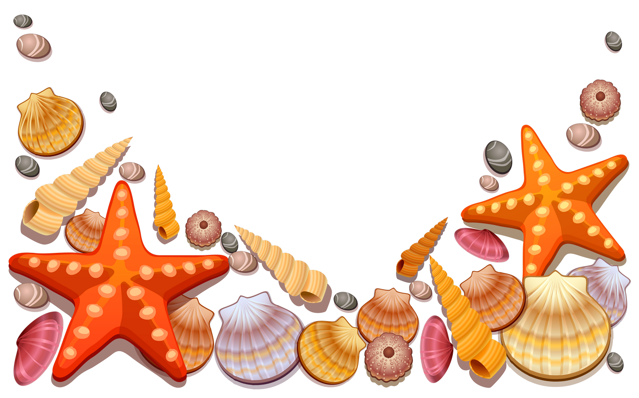 Seashell PNG Isolated Transparent HD Photo
