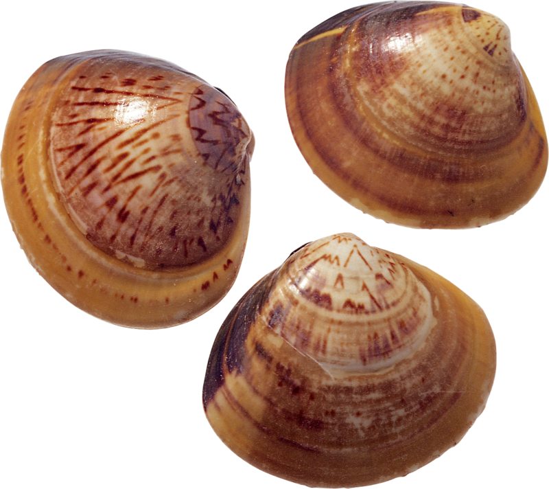Seashell PNG Isolated Transparent Picture