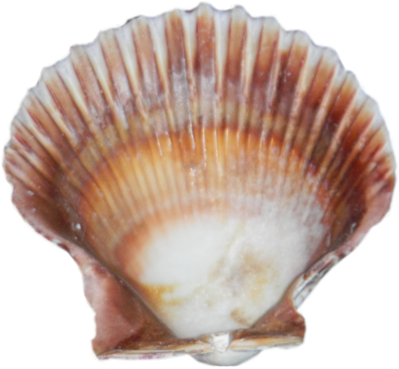 Seashell PNG Pic
