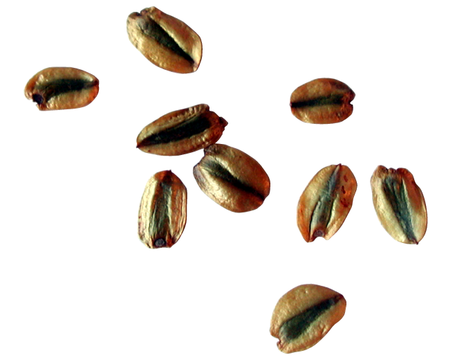 Seed PNG Isolated Free Download