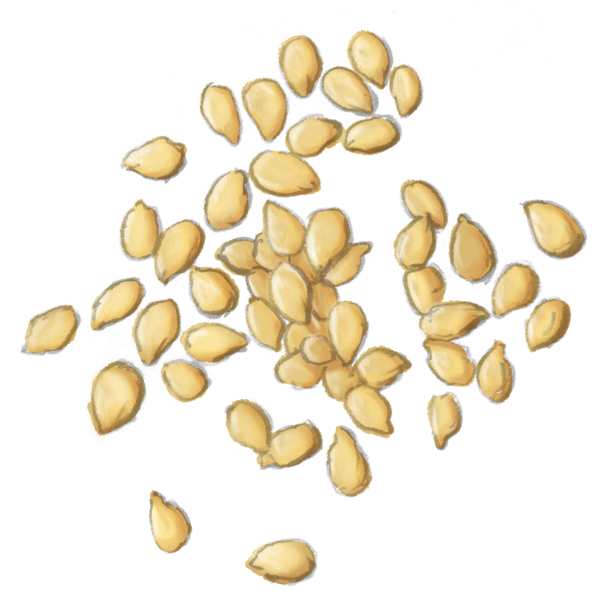 Seed PNG Isolated Transparent Picture