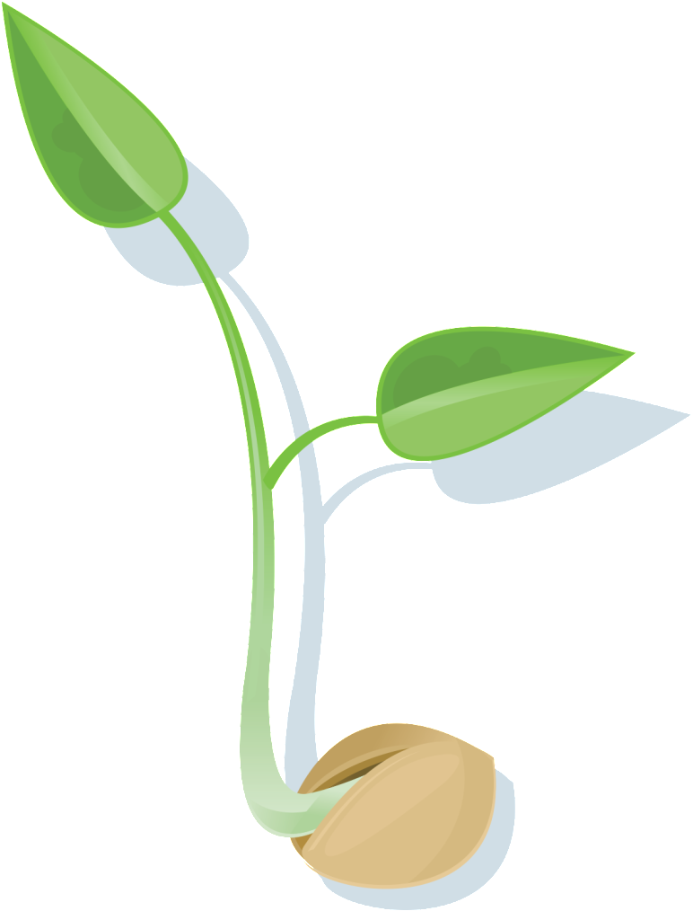 Seed PNG Picture