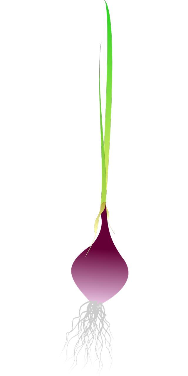 Shallot PNG HD Isolated