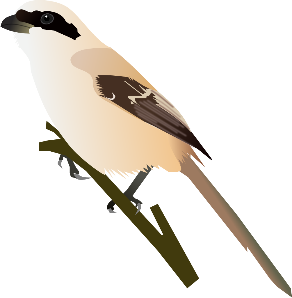 Shrike PNG HD Isolated