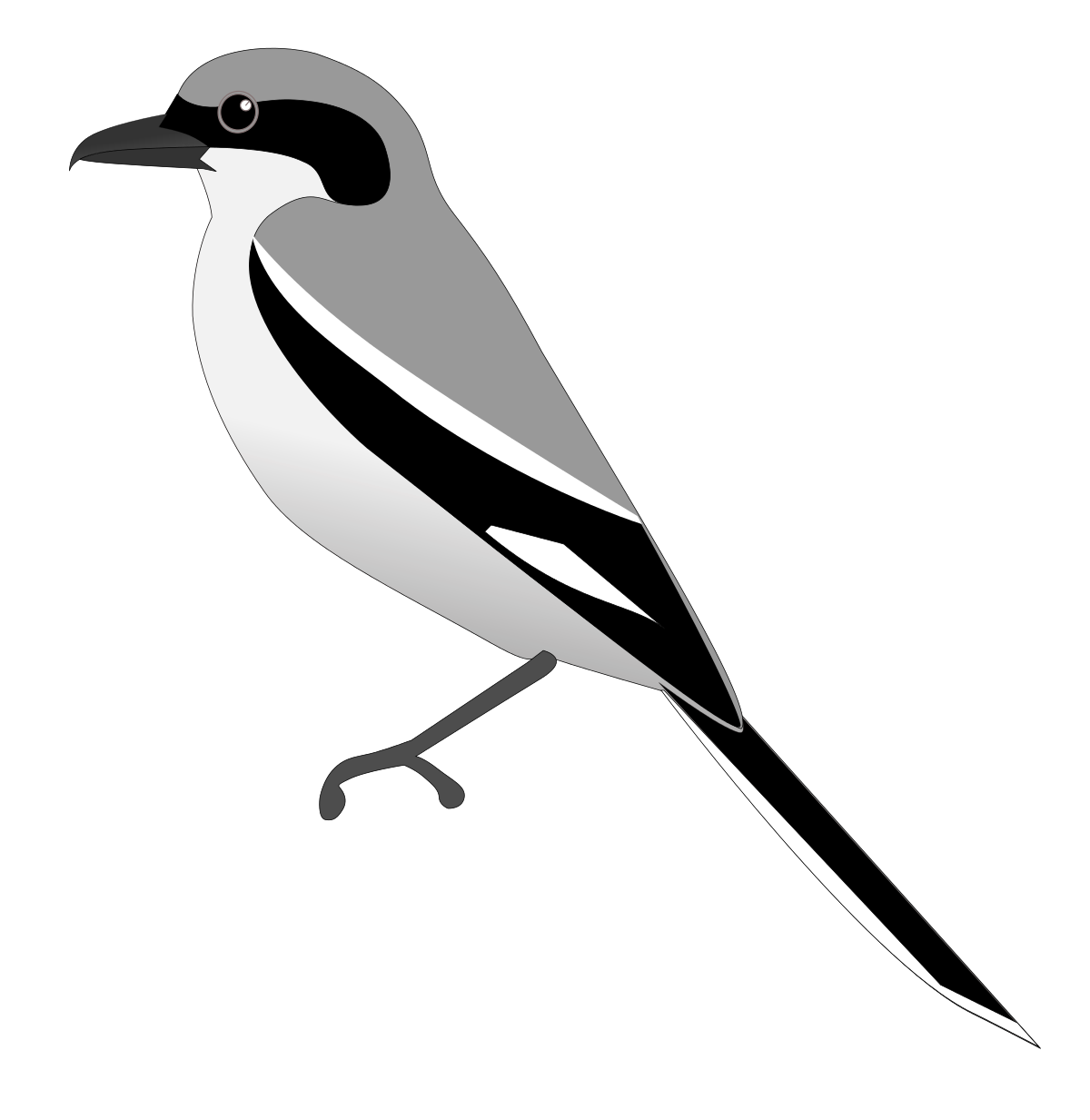 Shrike PNG Isolated File