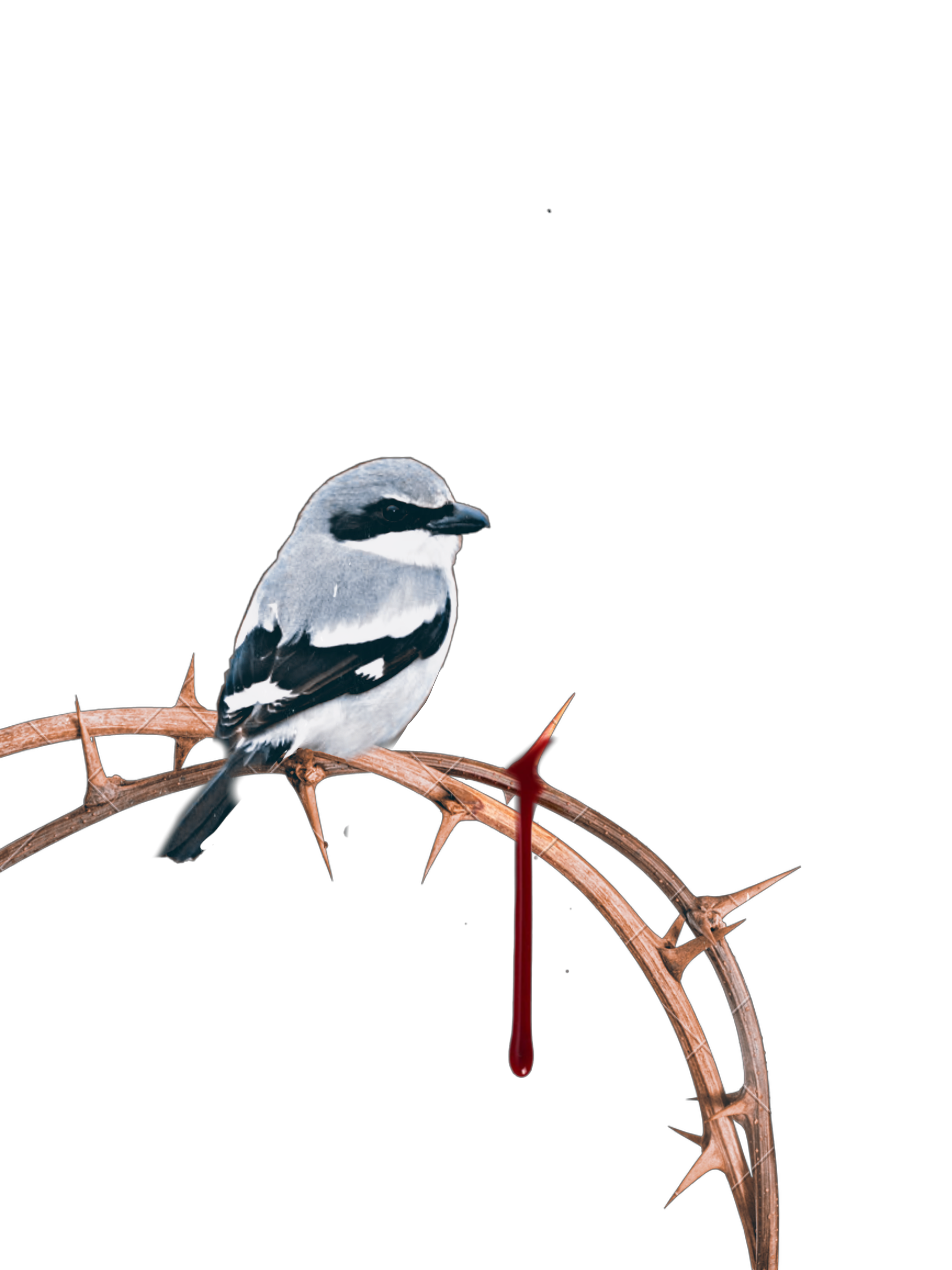 Shrike PNG Isolated HD