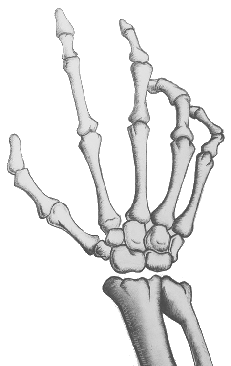 Skeleton Hand Drawing PNG Clipart