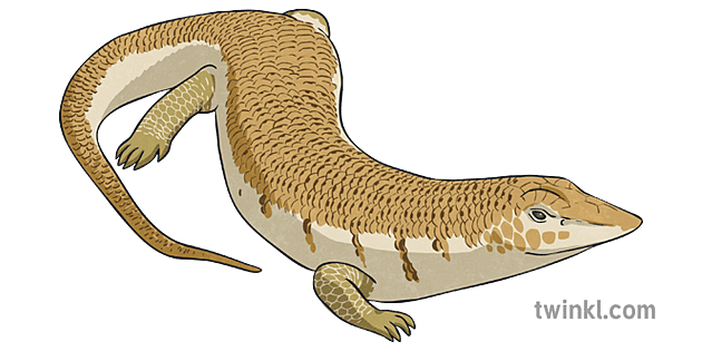 Skinks PNG Clipart