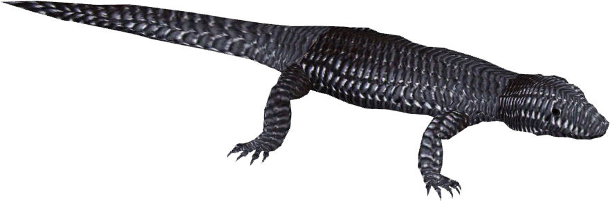 Skinks PNG Isolated HD