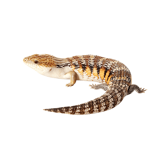 Skinks PNG Isolated Image