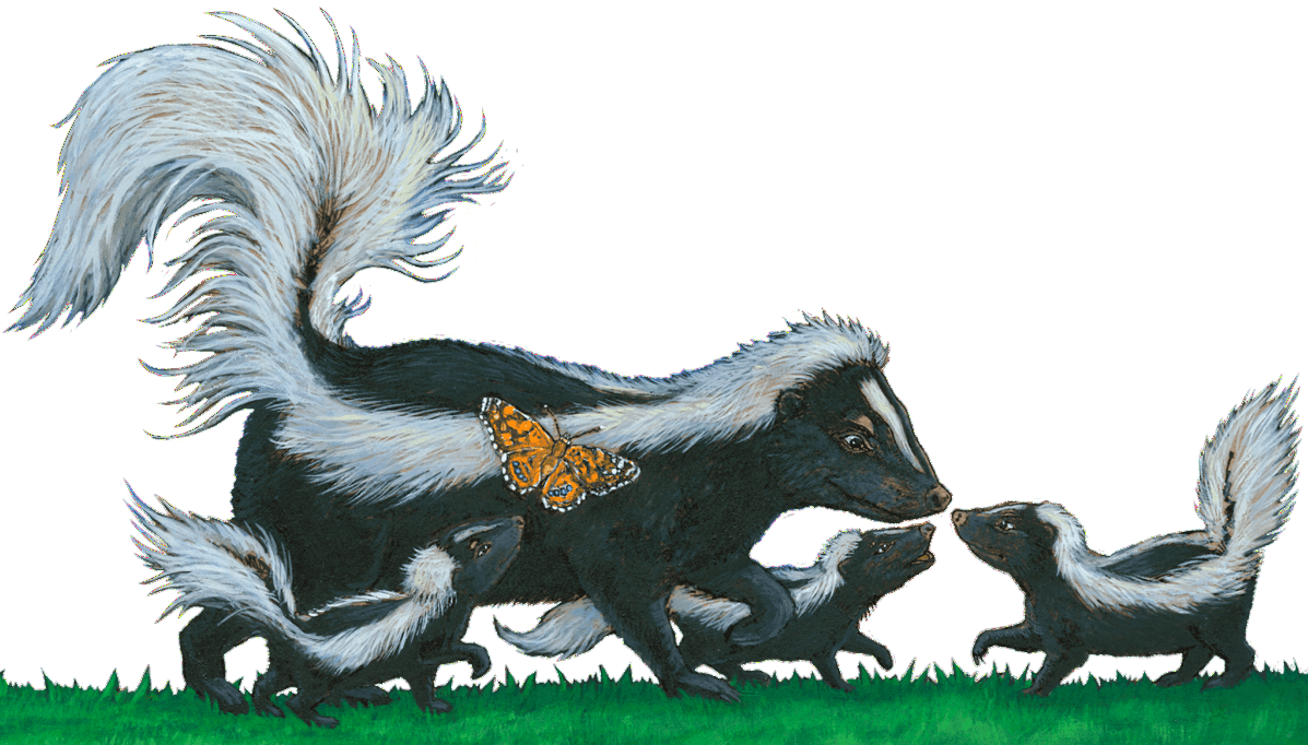 Skunk PNG HD Isolated