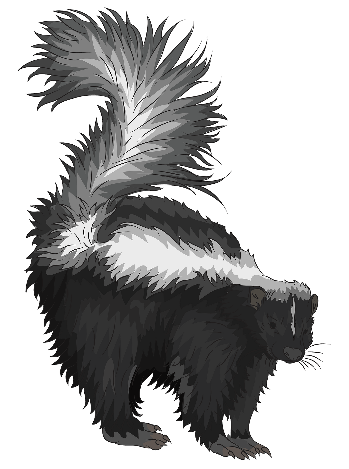 Skunk PNG Isolated Photo
