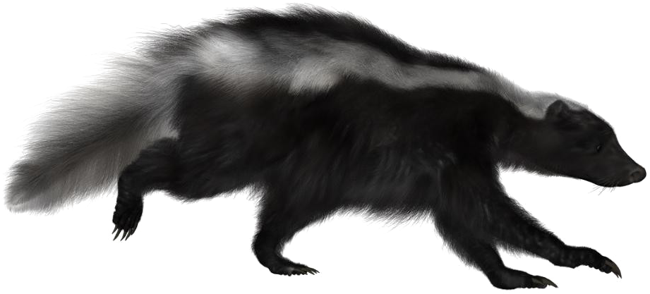 Skunks PNG Isolated File