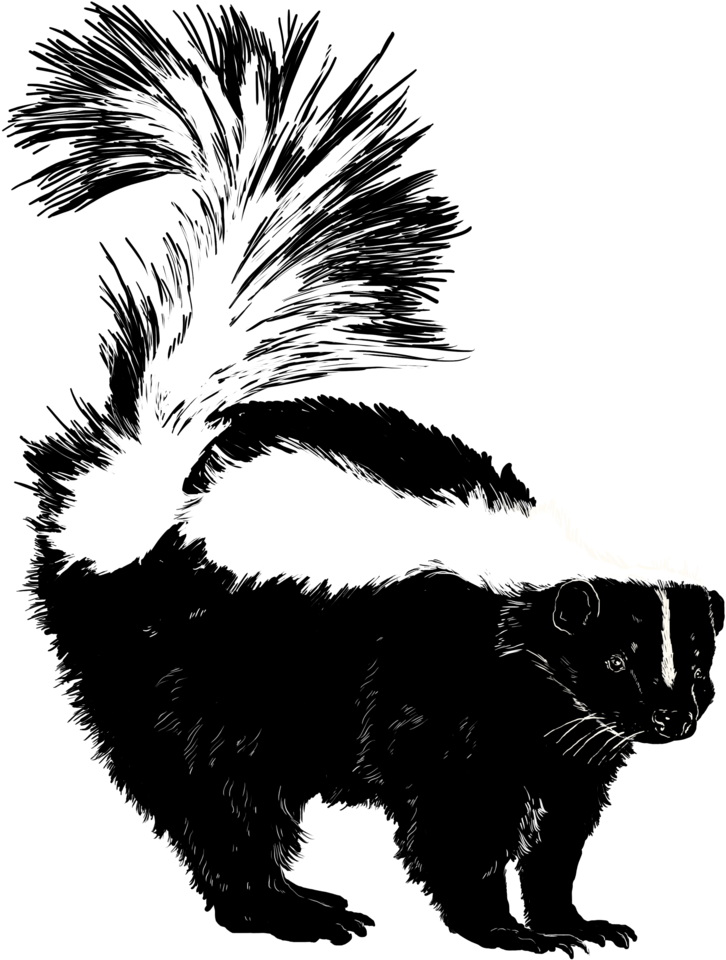 Skunks PNG Isolated Pic