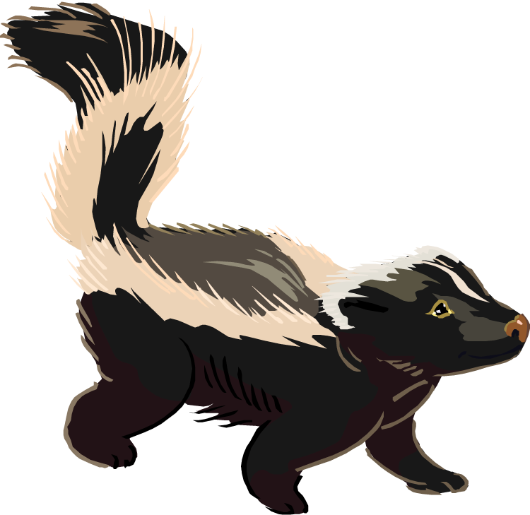 Skunks PNG Picture