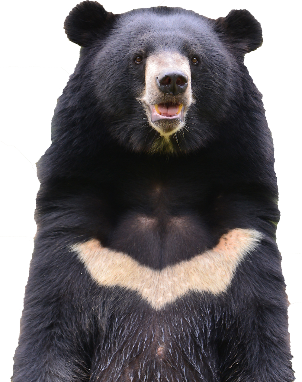 Sloth Bear PNG Free Download