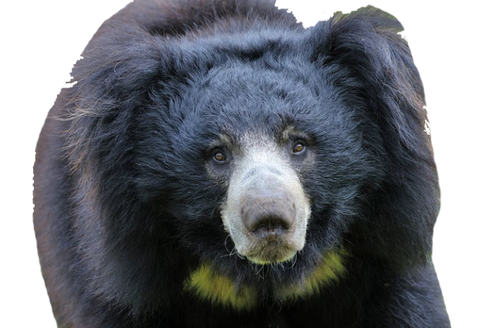 Sloth Bear PNG Isolated HD